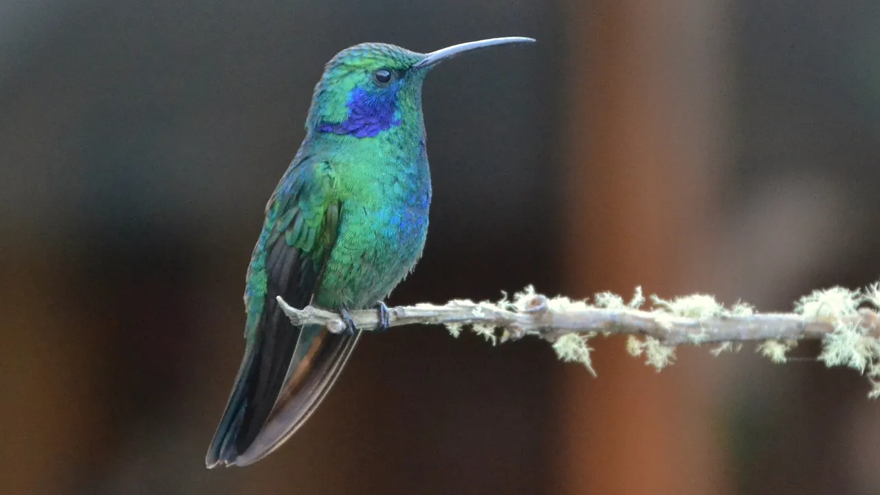 Green Violet Ear Kolibrien er almindelig i Andesbjergene. Foto Hanne Christensen