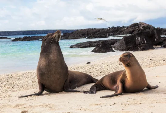 Dyrelivet på Galapagos-øerne er mangfoldigt, særpræget og nogle af dyrene er endemiske til øerne. Foto Viktors Farmor