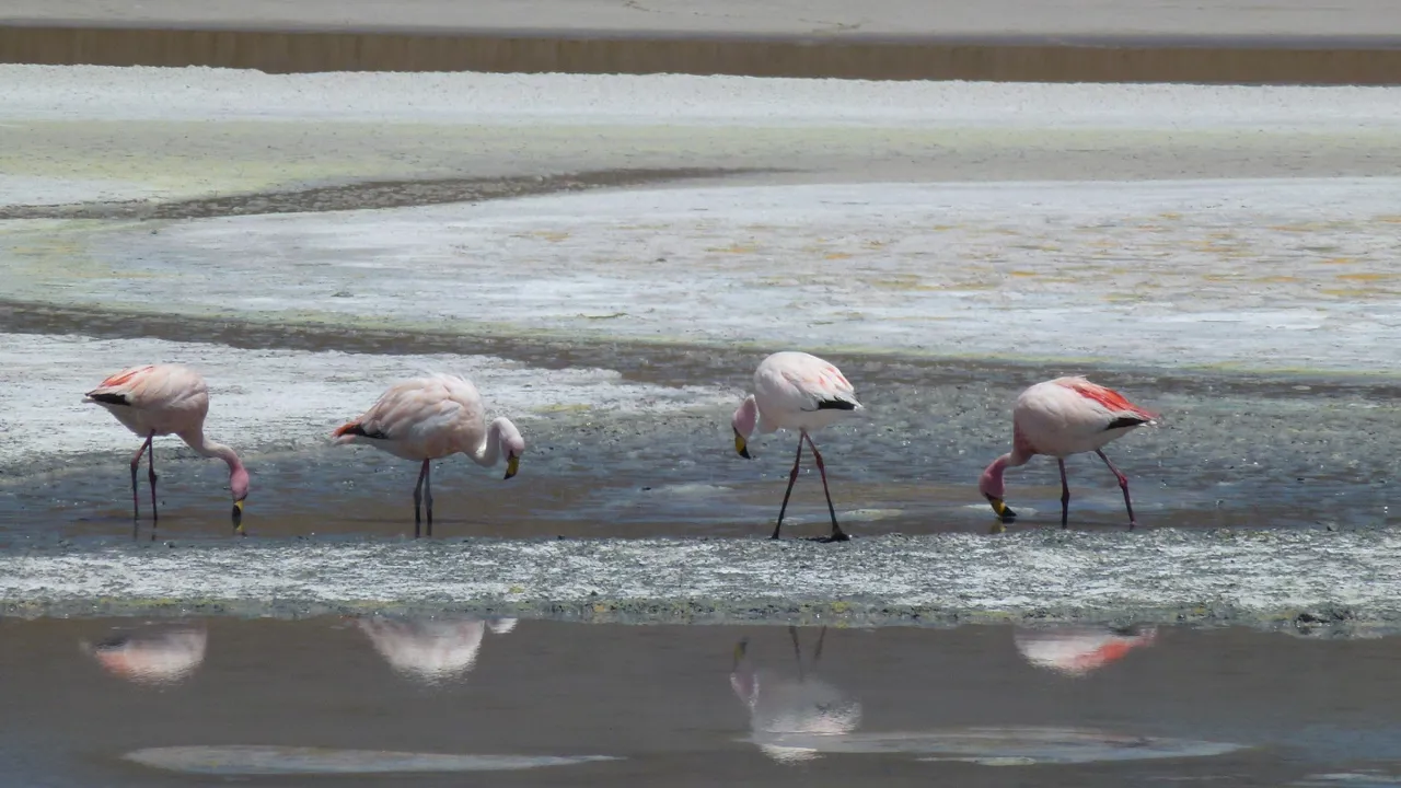 Den tørre luft og stilheden på saltsletterne er perfekte omgivelser til tusindvis af flamingoer. Foto Bo Kristensen