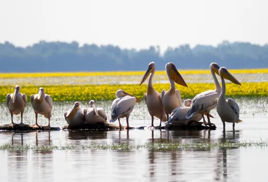 Pelikaner ved Kerkini søen. Foto Viktors Farmor