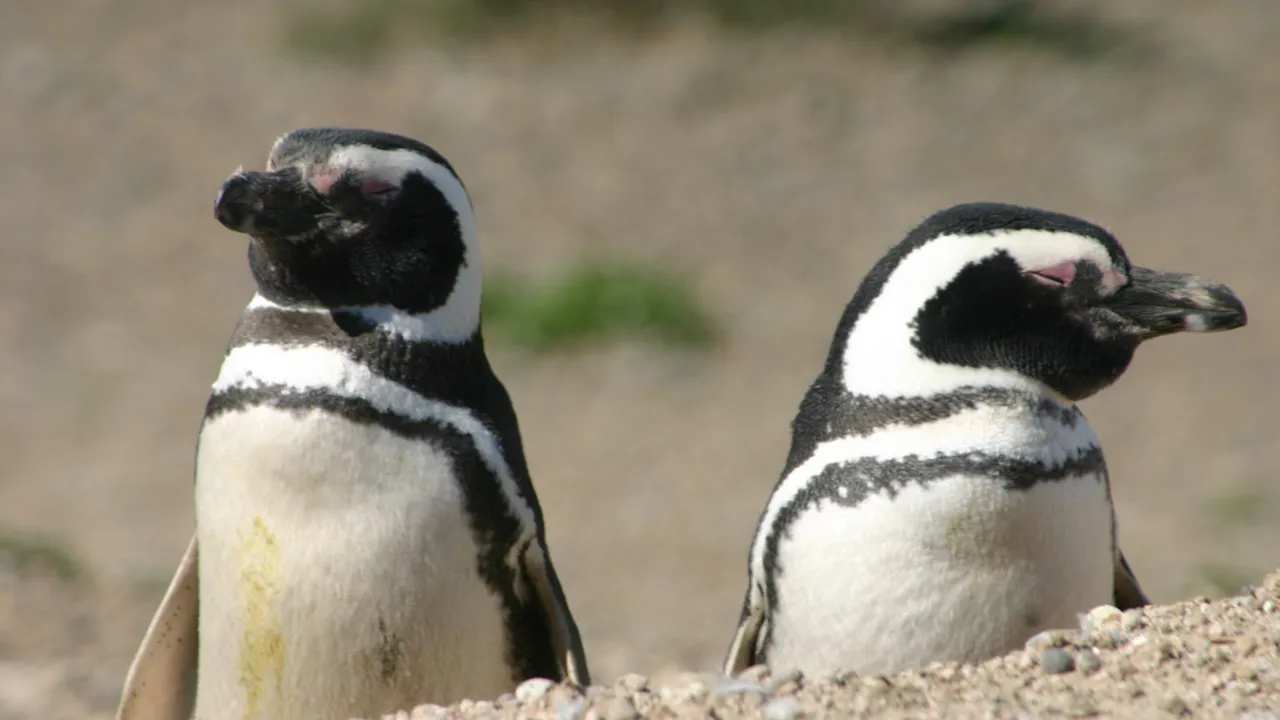 På vores sejltur på Beagle kanalen kan vi være heldige at se pingviner. Foto Viktors Farmor