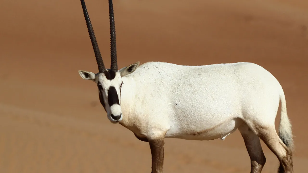 Arabisk Oryx i Shaumari Wildlife Reserve. Foto Viktors Farmor