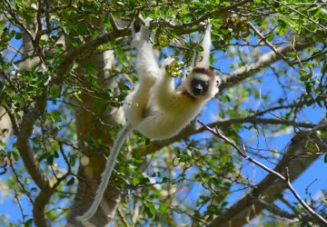 Verreaux's sifaka er endemisk for Madagaskar. Foto Hanne Christensen
