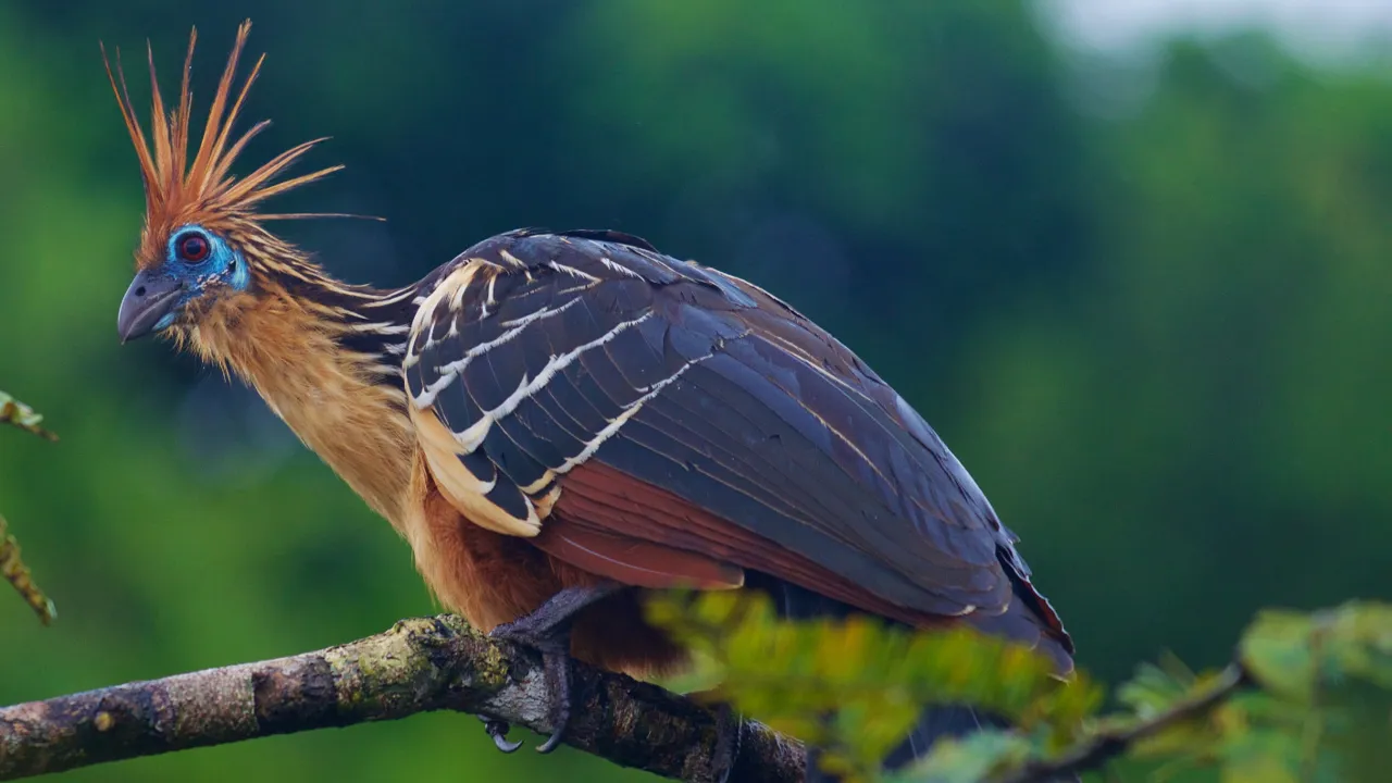 En af fuglerigets mærkeligste skabninger hoatzinen er almindelig i Amazonas. Foto Viktors Farmor