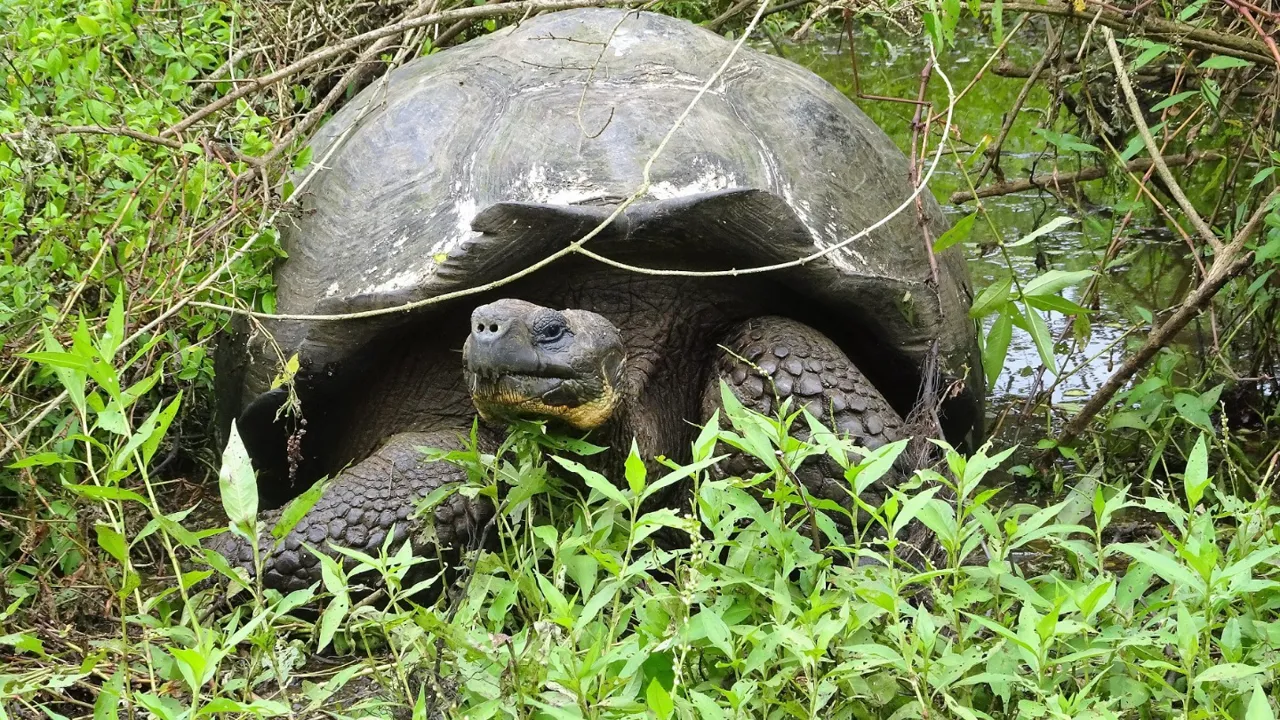Den storslåede kæmpeskildpadde er vel nærmest ikonisk for Galapagos. Foto Lea Nielsen