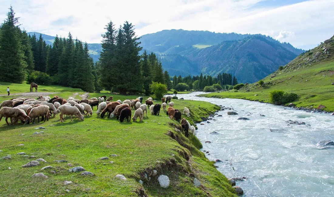 Husdyravlen omfatter både kvæg, får og geder. Foto Marius Ranch Kristensen