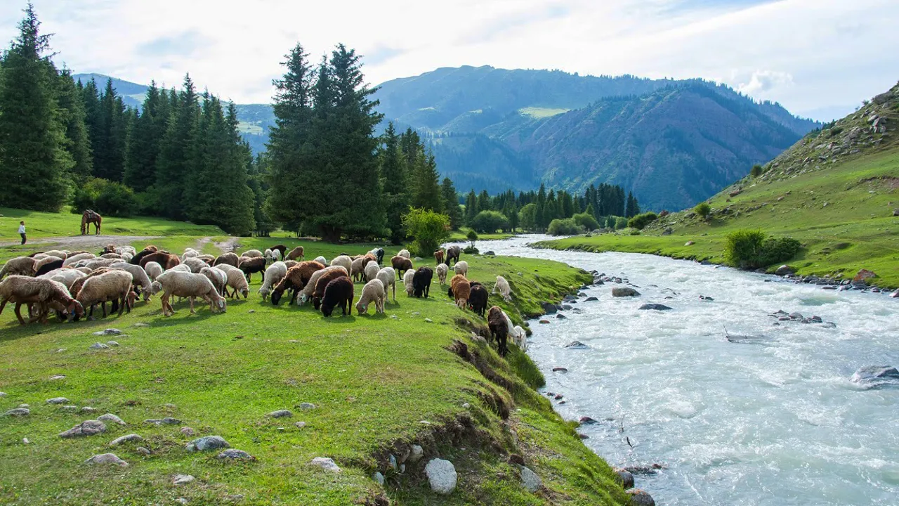 Husdyravlen omfatter både kvæg, får og geder. Foto Marius Ranch Kristensen
