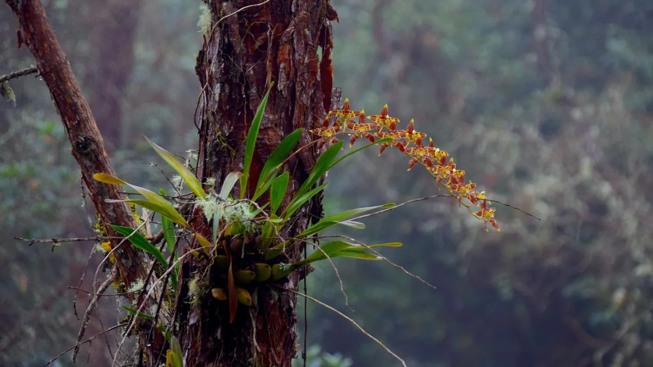 Bjergregnskovene er hjem for mange smukke orkideer. Foto Hanne Christensen