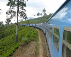 Togturen tager os gennem højlandet i Sri Lanka med teplantager. Foto Michael Andersen