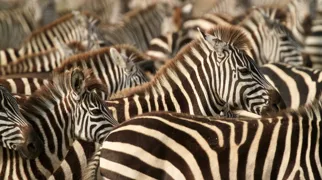 Zebraer i Masai Mara. Foto af Anders Stoustrup