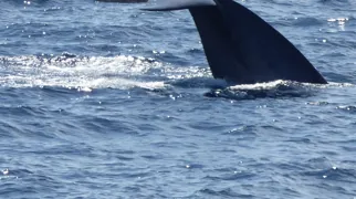 Tag på hvalsafari i Sri Lankas sydkyst sammen med Viktors Farmor. Foto Michael Andersen