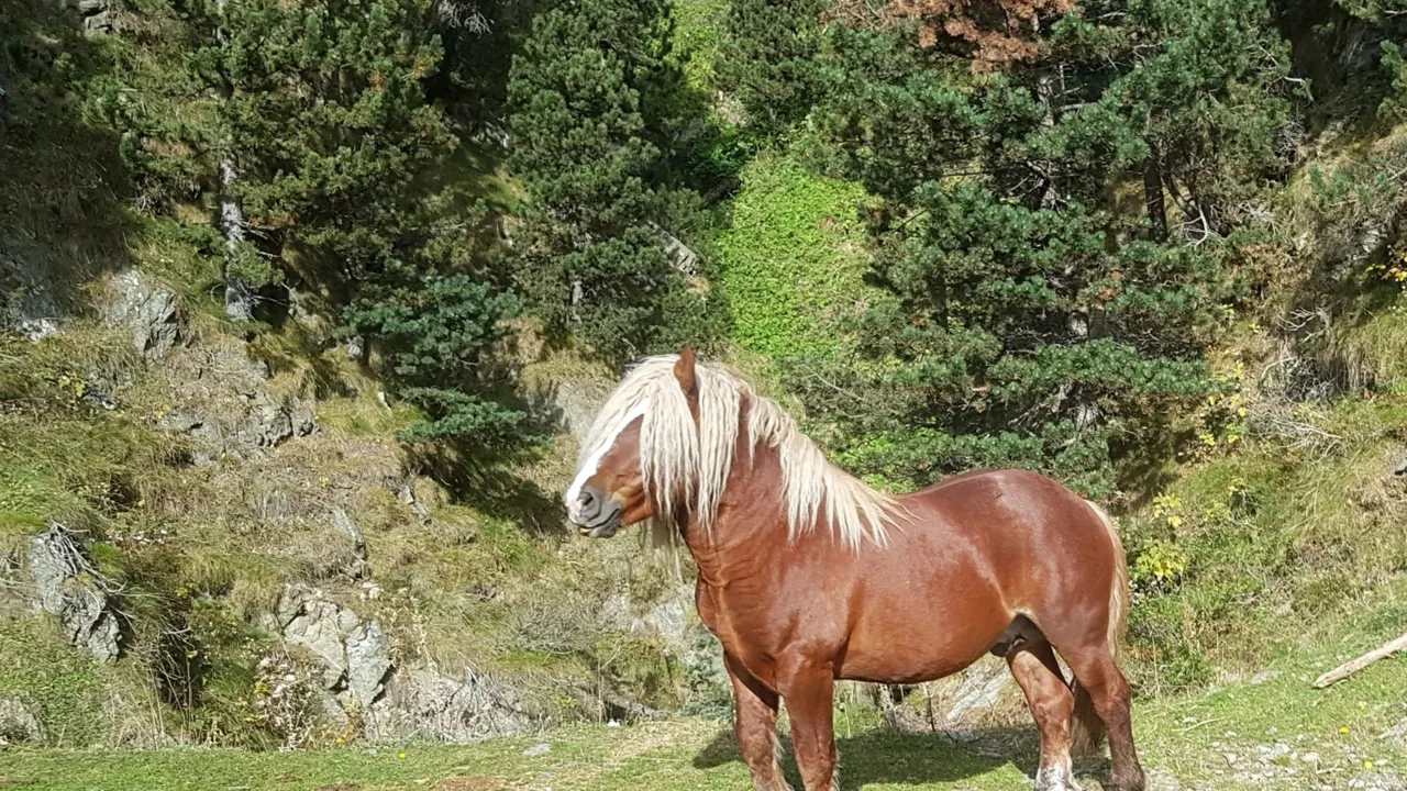Måske vi er heldige at spotte de vilde heste når vi vandre ved Llanars. Foto Steen Ballegaard