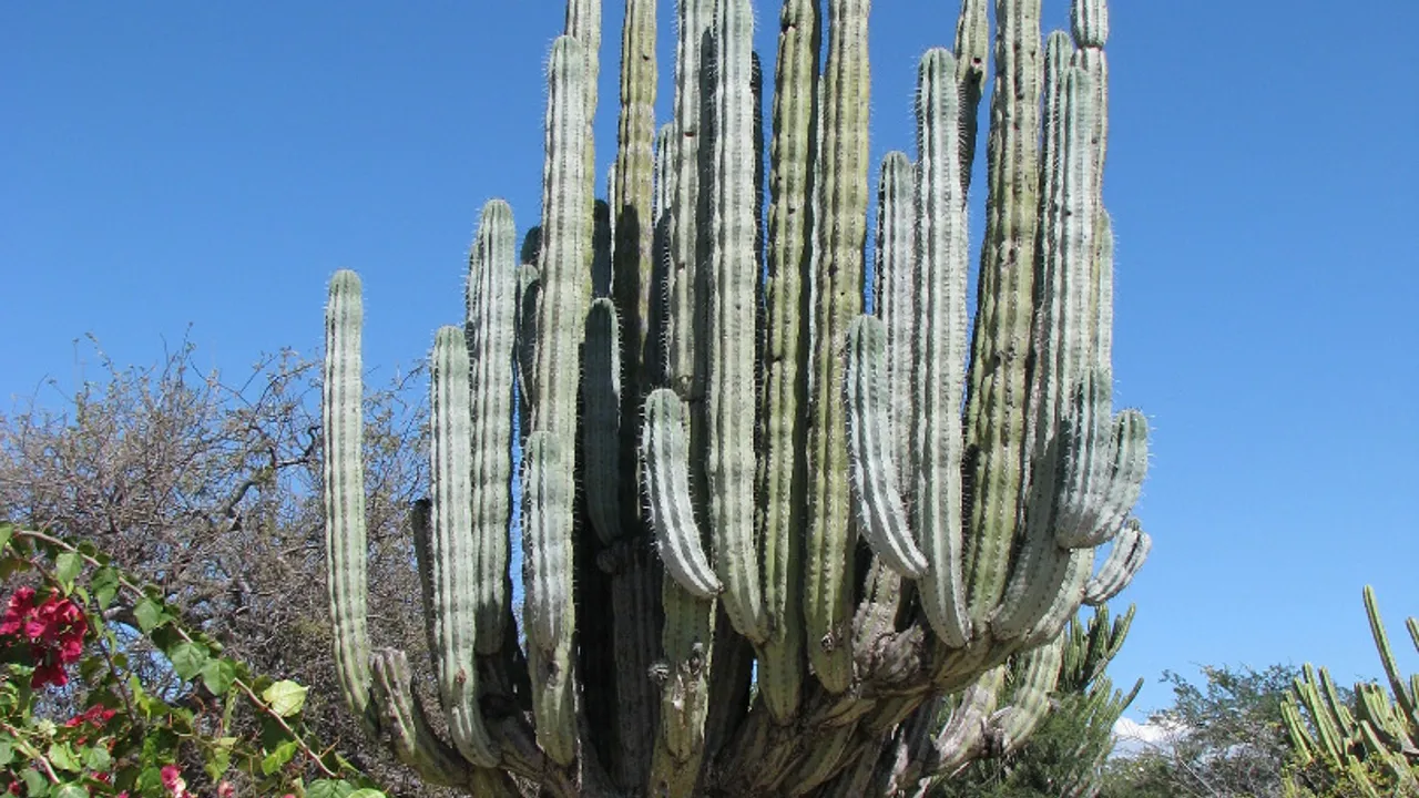Synet af store kaktus møder os på vejen mellem Puebla og Oaxaca. Foto Vagn Olsen