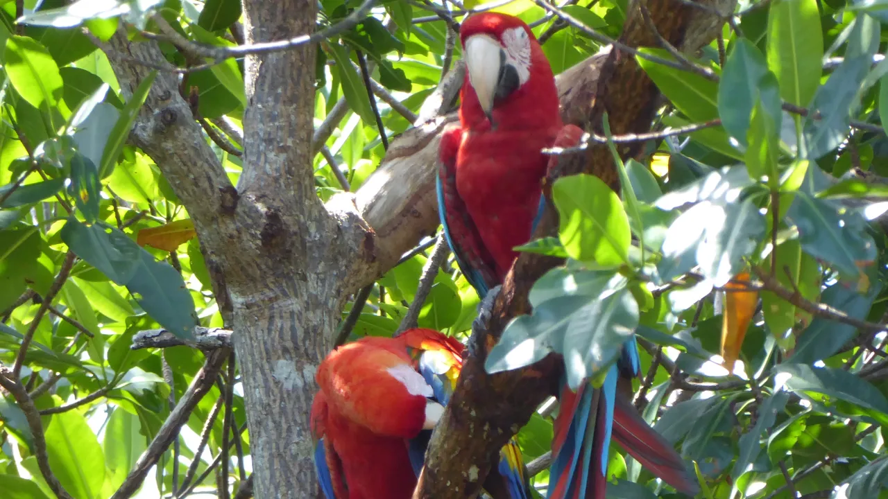 Flotte og farvestrålende araer i Costa Rica. Foto Annette Molvik