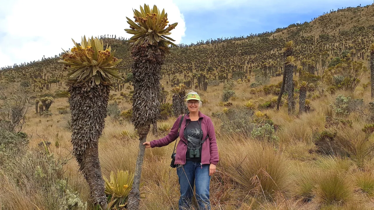 Rejseleder Hanne Christensen i Paramoen blandt Espelletia-planterne. Foto René Montero Serrano
