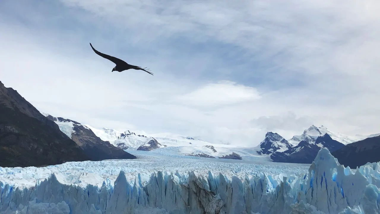 Kondor over Perito Moreno gletsjeren. Foto Ulla Jakobsen