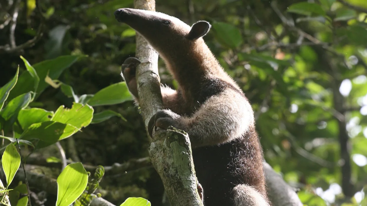 Corcovado National Park, som er mulig at besøge, er utrolig dyrerig. Her ser vi en træmyresluger. Foto Esben Gynther 