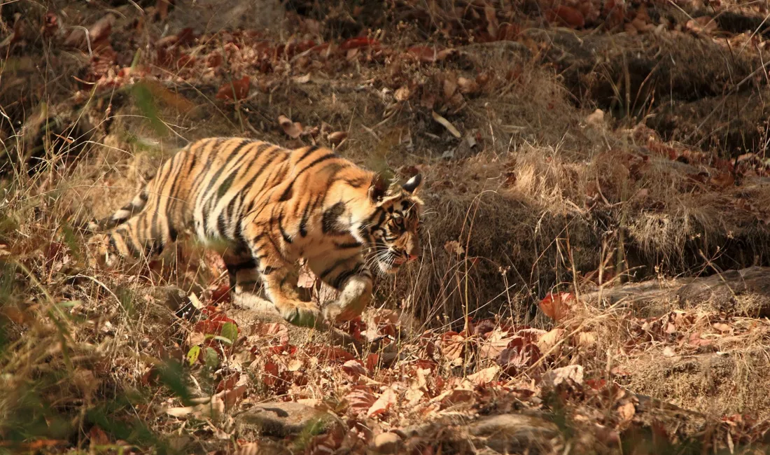 Når denne tigerunge i Bandhavgarh er fuldvoksen, vil den veje op mod 300 kg. Foto Anders Stoustrup