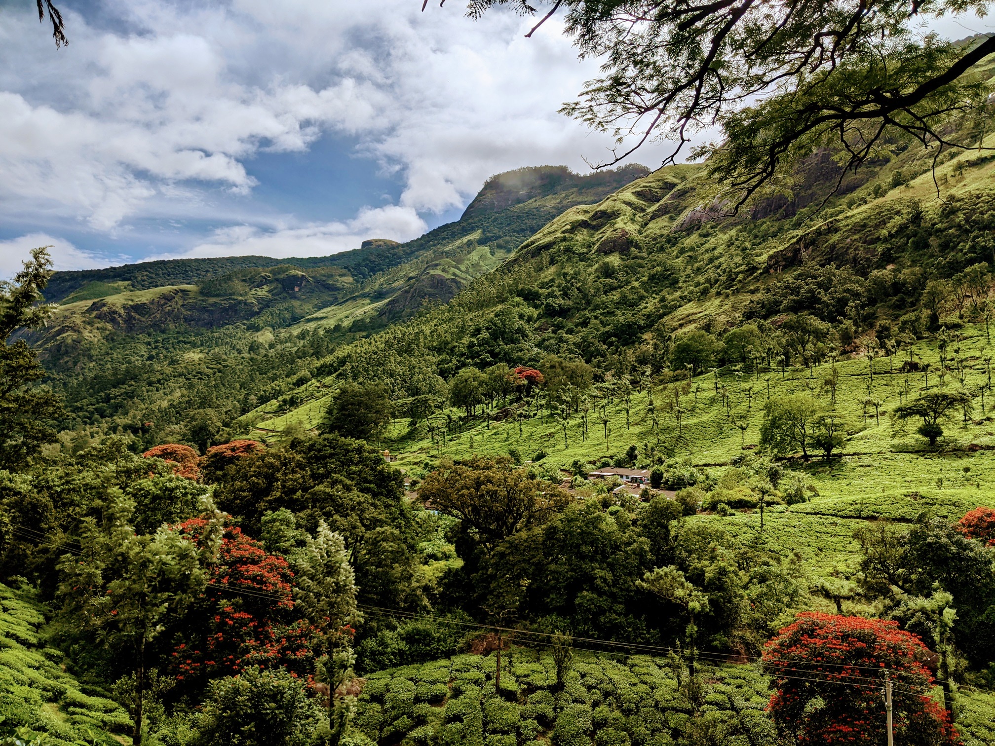 Det bjergrige, grønne landskab i området omkring Munnar er præget af teplantager og tågedækkede tinder. Foto George Scaria