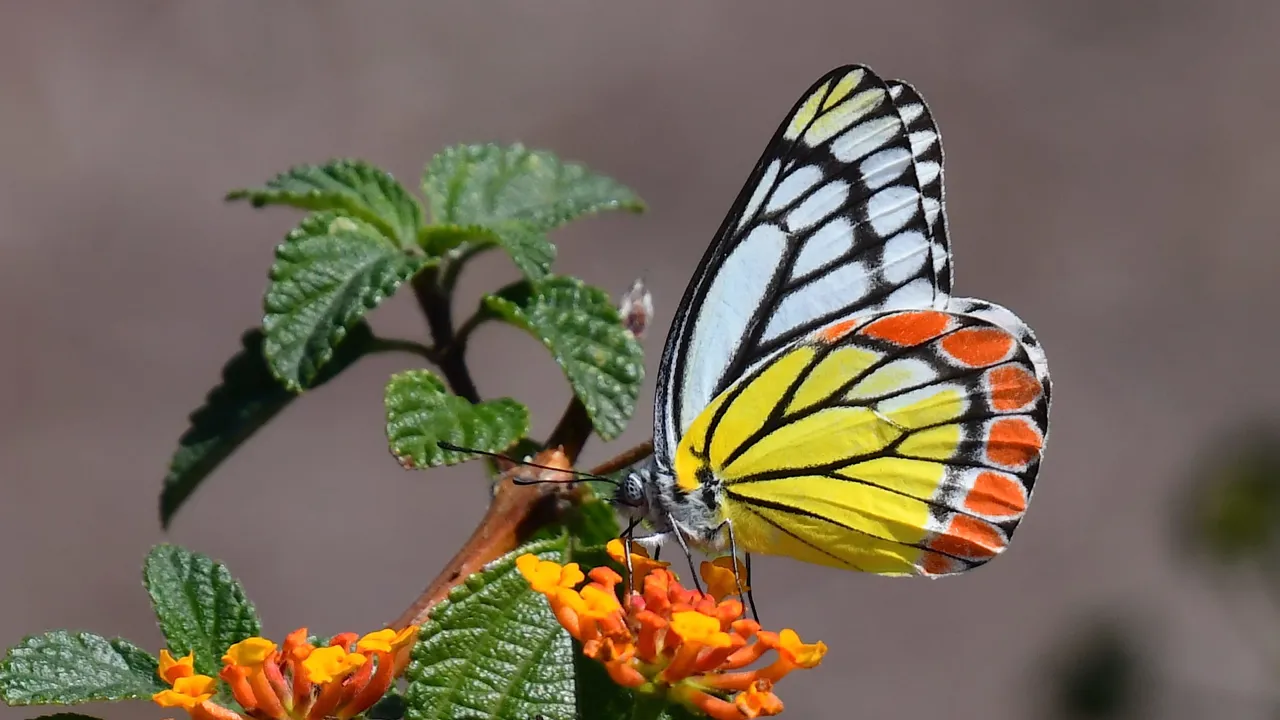Indien har også mange smukke sommerfugle. Foto af Hanne Christensen