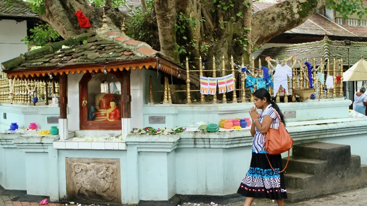 Pilgrim beder ved Bodhitræ i Tandens Tempel ved Kandy i Sri Lanka. Foto Anders Stoustrup