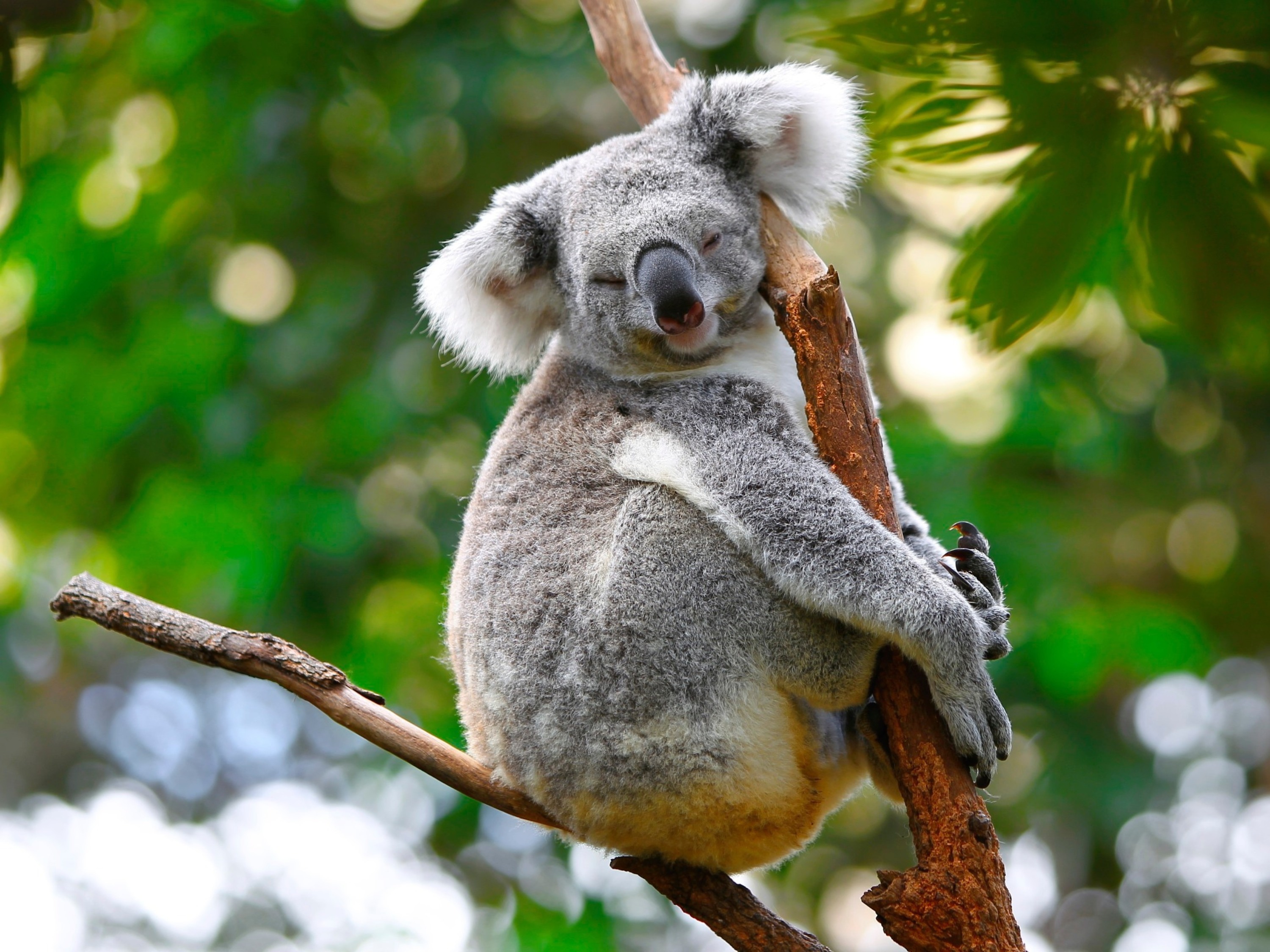 Vi kigger efter koalaer på Kangaroo Island. Foto Viktors Farmor