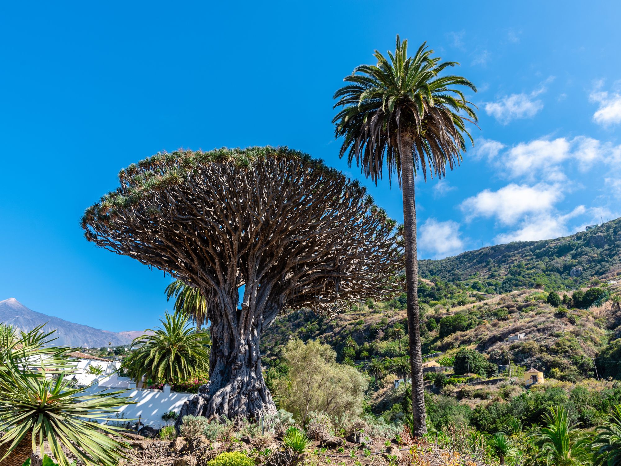 Det gamle drageblodstræ i Icod de los Vinos. Foto Viktors Farmor