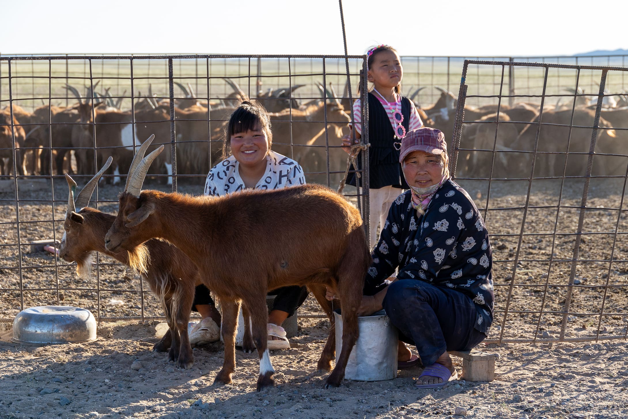 Dyrene malkes dagligt om sommeren og mælken indgår i en række delikatesser. Foto Verner Rud Nielsen