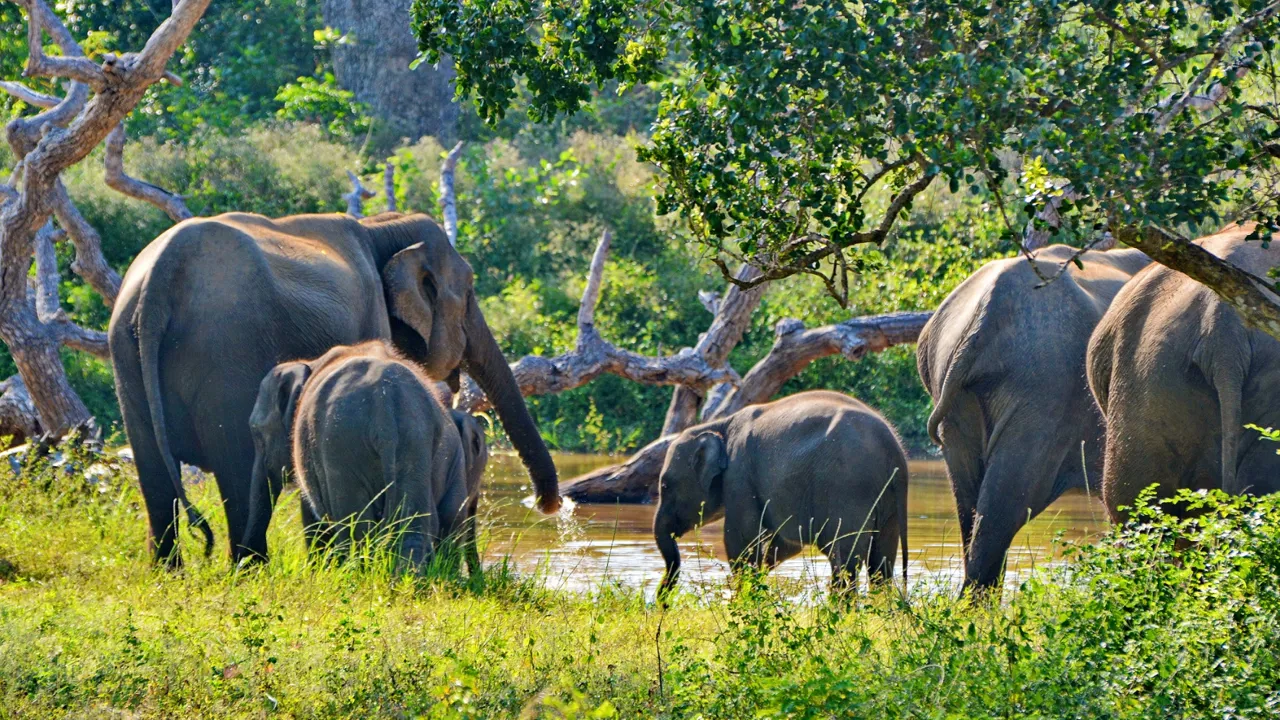 Der lever mere end 6000 vilde elefanter i Sri Lanka. Foto Claus Christensen