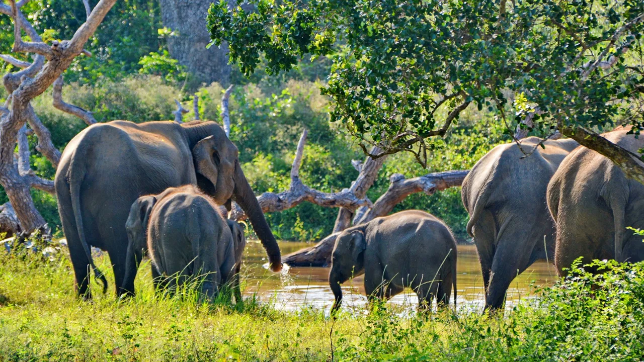 Der lever mere end 6000 vilde elefanter i Sri Lanka. Foto Claus Christensen