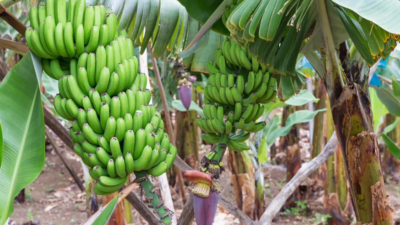 Vi kommer helt tæt på bananerne i Madalena do Mar. Foto Viktors Farmor