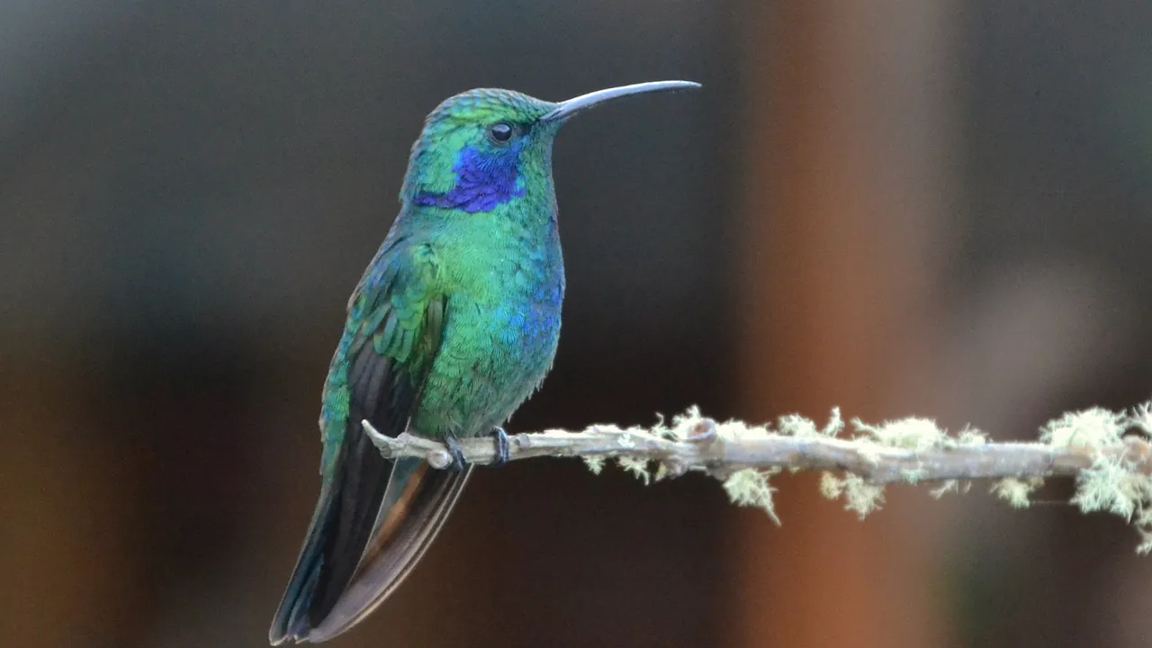 Green Violet Ear Kolibrien er almindelig i Andesbjergene. Foto Hanne Christensen