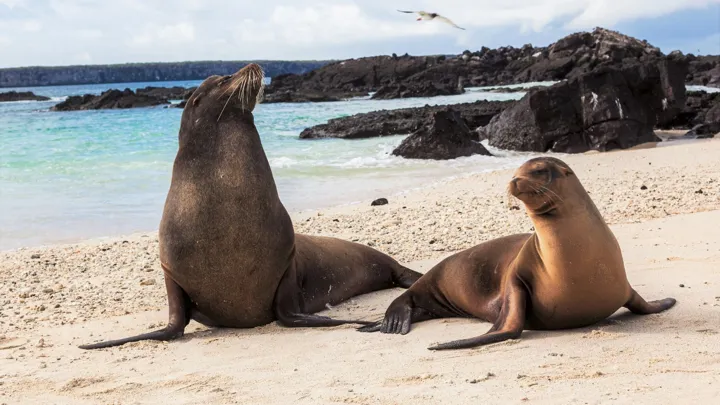 Dyrelivet på Galapagos-øerne er mangfoldigt, særpræget og nogle af dyrene er endemiske til øerne. Foto Viktors Farmor