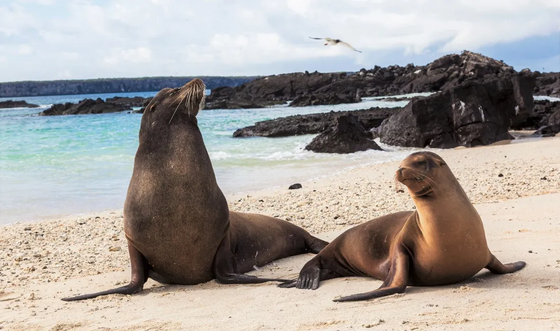 Dyrelivet på Galapagos øerne er mangfoldigt og ikke mindst særpræget. Foto Viktors Farmor