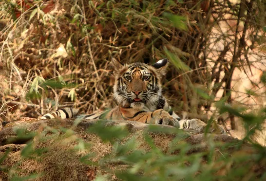 Tigerunge på cirka 8 måneder i Bandhavgarh. Foto Anders Stoustrup