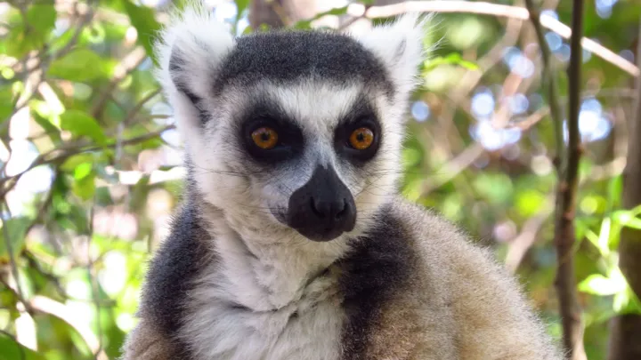 Kattalemur er kendt for den animerede film "Madagascar". Foto Esben Gynther