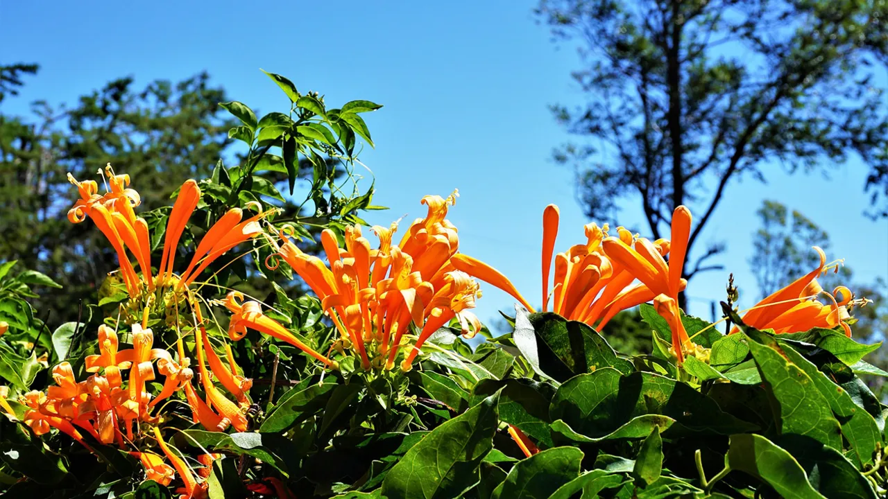 Costa Rica er om noget et farverigt land med masser af forskelligartede blomster. Foto Katrine Svejstrup