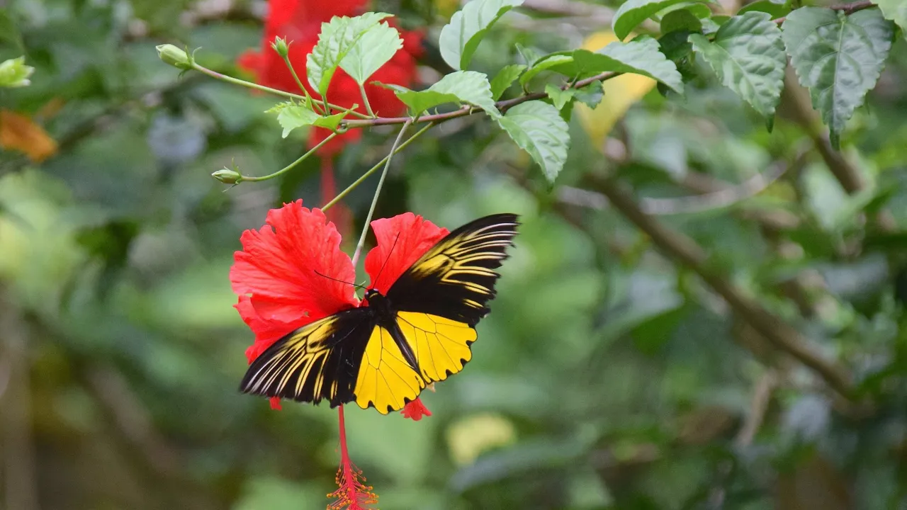Borneo har mange smukke sommerfugle som denne Malayan birdwing. Foto Hanne Christensen
