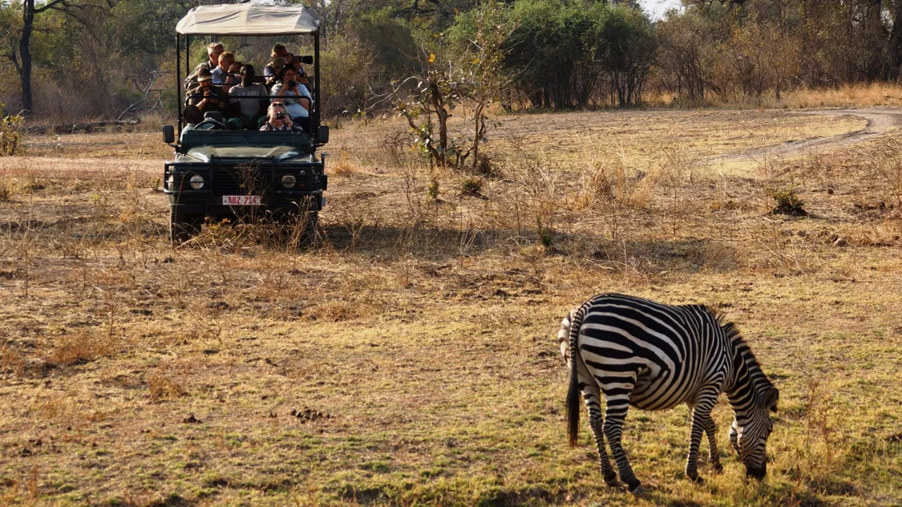 Selv i tørtiden kan zebraerne finde føde. Foto Thomas Sørensen