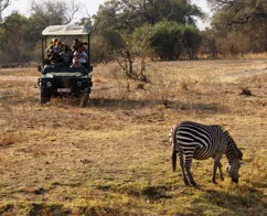 Selv i tørtiden kan zebraerne finde føde. Foto Thomas Sørensen