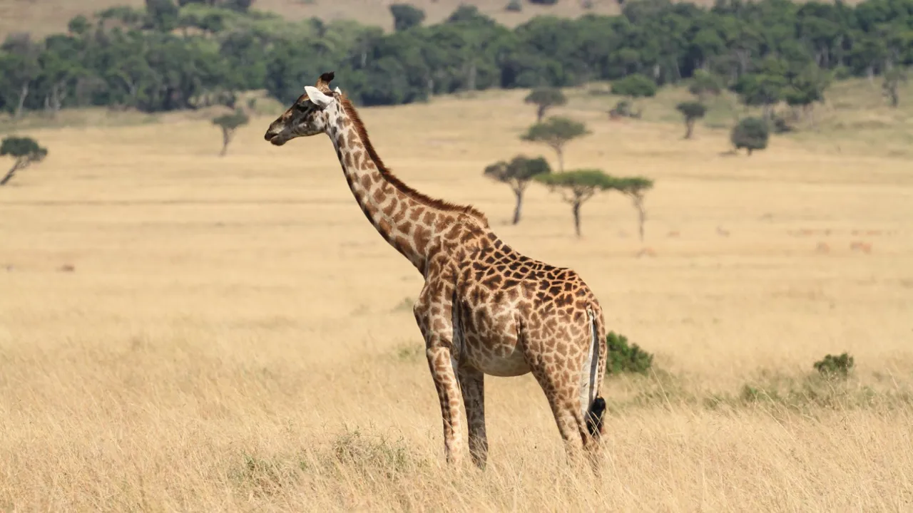 En giraf på savannen i Masai Mara National Park. Foto Anders Stoustrup