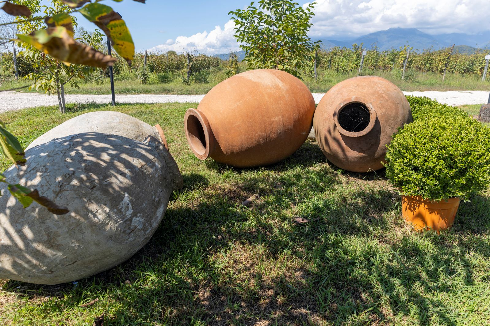 Georgien har en lang tradition for vin, som lagres i krukker. Foto Inge Lynggaard Hansen