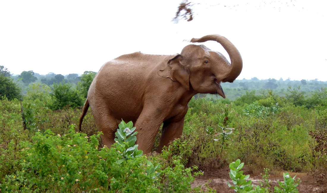 En elefant køler sig med mudder i  Udawalawe nationalparken. Foto Michael Andersen