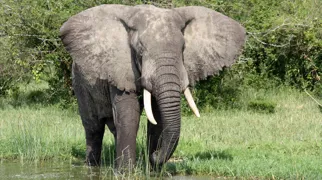 Ved Kazingakanalen i Queen Elisabeth Nationalparken støder vi også på elefanter. Foto Michael Andersen