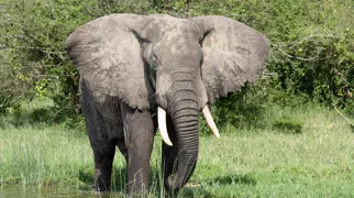 Ved Kazingakanalen i Queen Elisabeth Nationalparken støder vi også på elefanter. Foto Michael Andersen