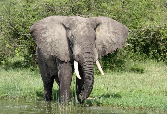 Ved Kazingakanalen i Queen Elisabeth Nationalparken støder vi også på elefanter. Foto Michael Andersen