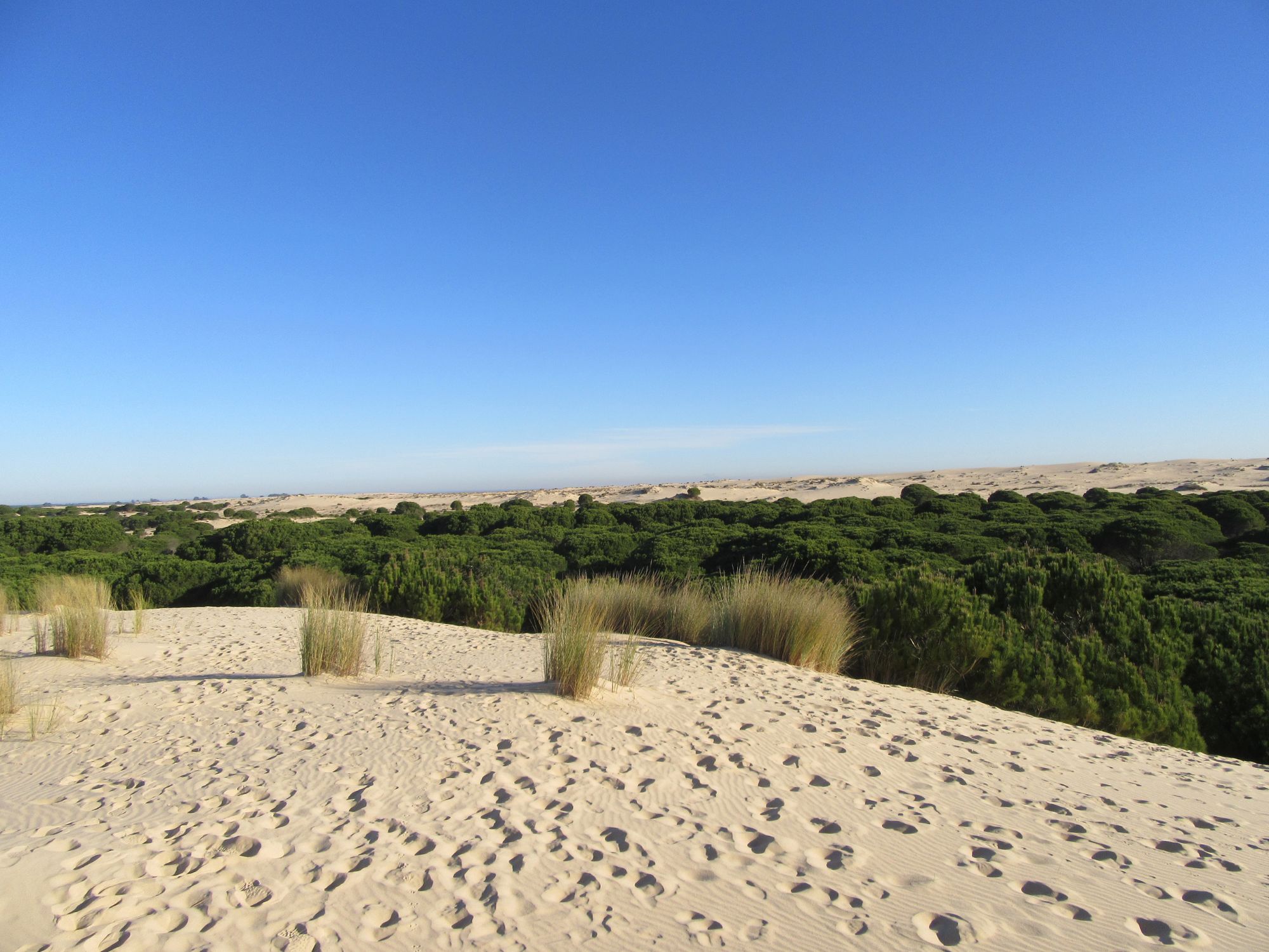 Strandenge i Doñana-nationalparkens meget varierede landskaber. Foto Viktors Farmor