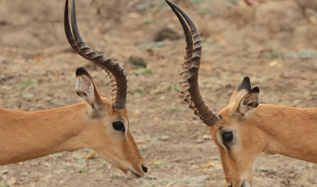 To antilope-hanner ser hinanden an og lægger måske op til kamp. Foto Erik Hermansen