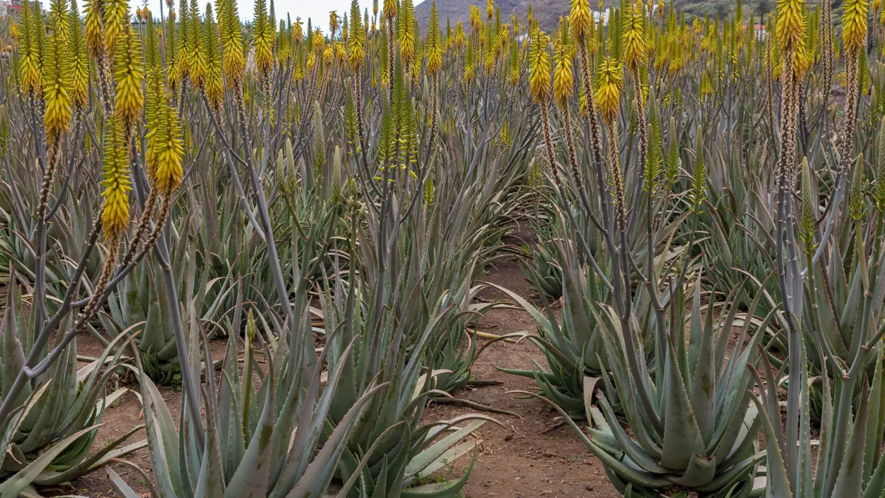 I Hermigua i Spanien besøger vi en Aloe Vera plantage på vandreferien La Gomera. Foto Viktors Farmor