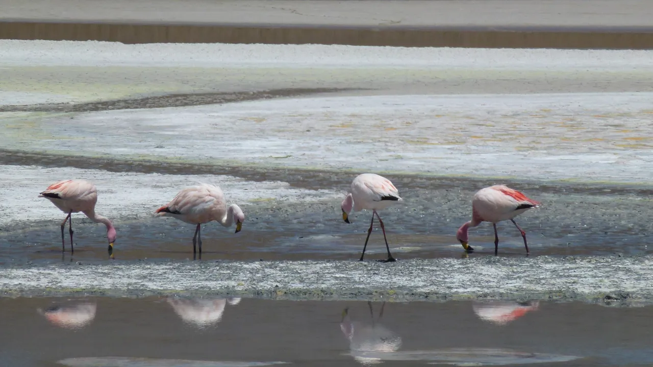 Den tørre luft og stilheden på saltsletterne er perfekte omgivelser til tusindvis af flamingoer. Foto Bo Kristensen